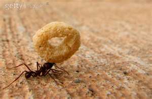ant-carrying-a-cheerio.jpg-w300h197