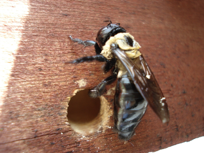 Carpenter Bees Damage Wood PermaTreat Pest & Termite Control