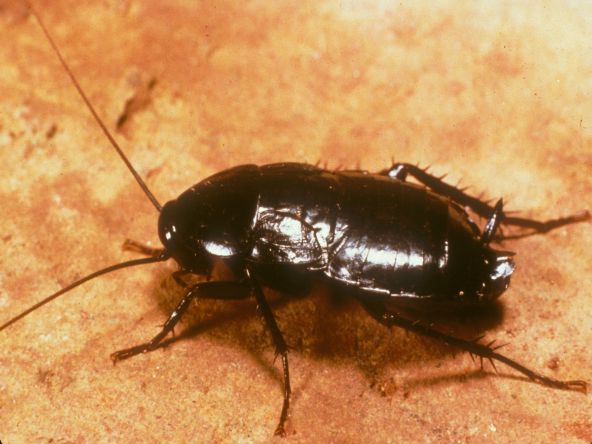 Oriental Cockroaches PermaTreat Pest Termite Control