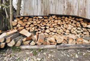 pest free firewood