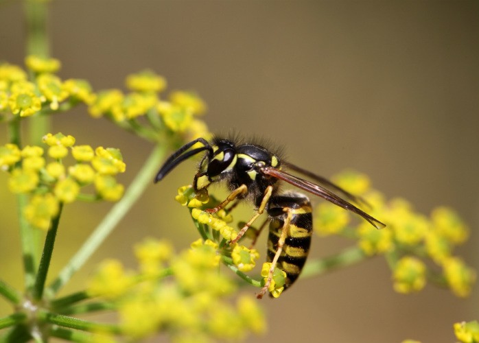 Stinging Insect Threat – Pest Control in Virginia
