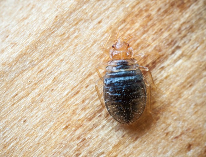 Bedbug Threat – Pest Control in Virginia