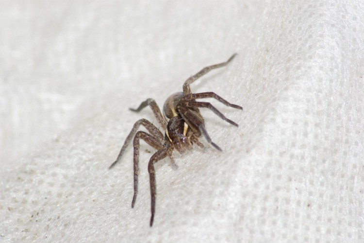 Spider – Pest Control in Barboursville, VA