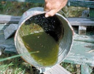Standing Water – Pest Control in Virginia