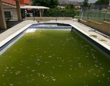 Dirty Pool Water – Pest Control in Virginia