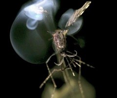 Mosquito-Laser