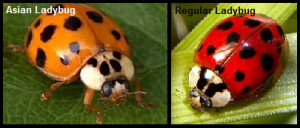 asian-and-regular-ladybug-300x128