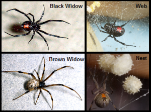 black-and-brown-widow-300x223