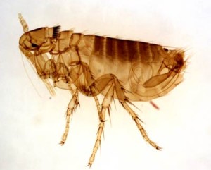 flea-11-300x241