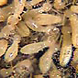 subterranean-termite-colony