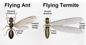 termite-vs-ant-resized-600.jpg-300x159