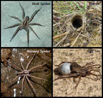 wolf-and-nursery-spider-resized-600