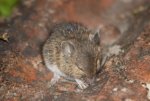 House_Mouse2-2a1f8190