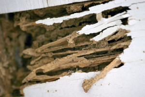 termite-damage1-300x200