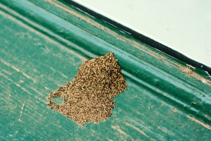 termite-droppings-300x200
