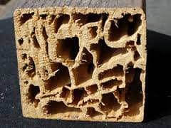 termite-hollow-wood