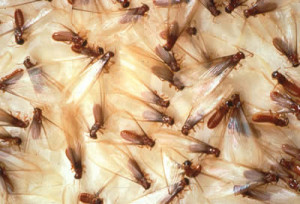 winged-termites-300x204