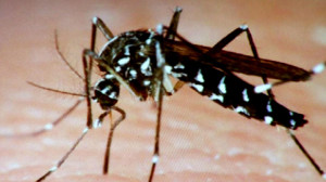 Asian+Tiger+Mosquito-300x168