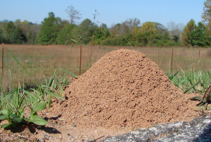 fire-ant-nest-300x201