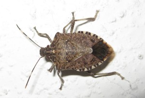 brown-marmorated-stink-bug-300x202