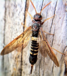 horntail-wasp-262x300
