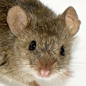 web-of-life-pic-of-the-day-08-27-2011-common-house-mouse-noggin-300x300