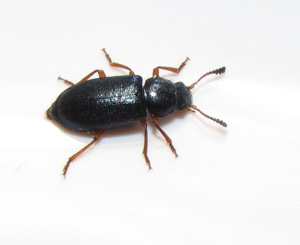 red-legged-ham-beetle-300x245