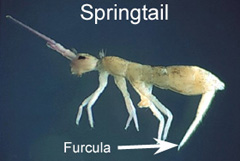 springtail