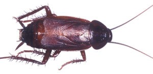 Oriental Cockroach - PermaTreat Pest and Termite Control in Virginia