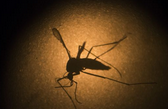 Zika virus, mosquito control