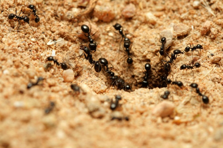 Ant Threat – Pest Control in Virginia