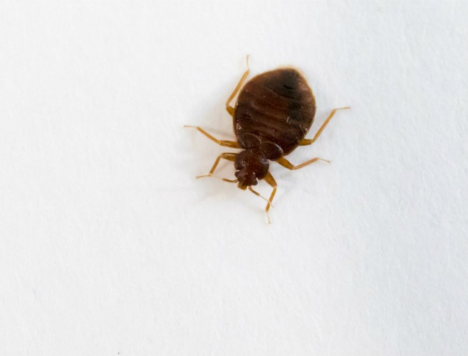 Bedbug Habitat – Pest Control in Virginia