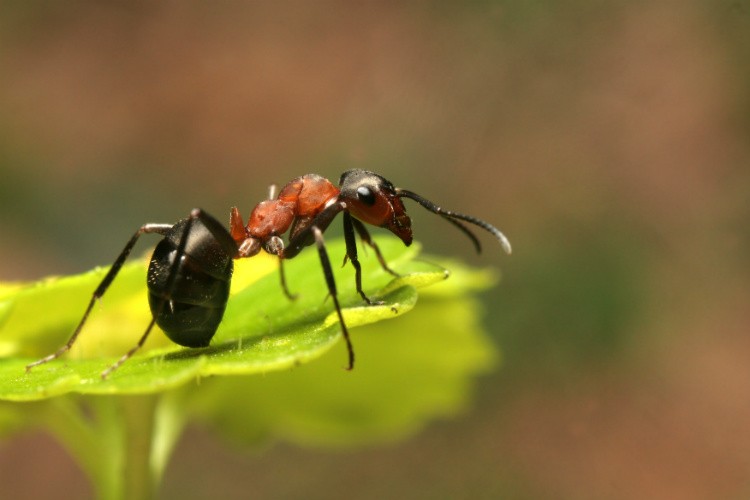 Ant Habitat – Pest Control in Virginia