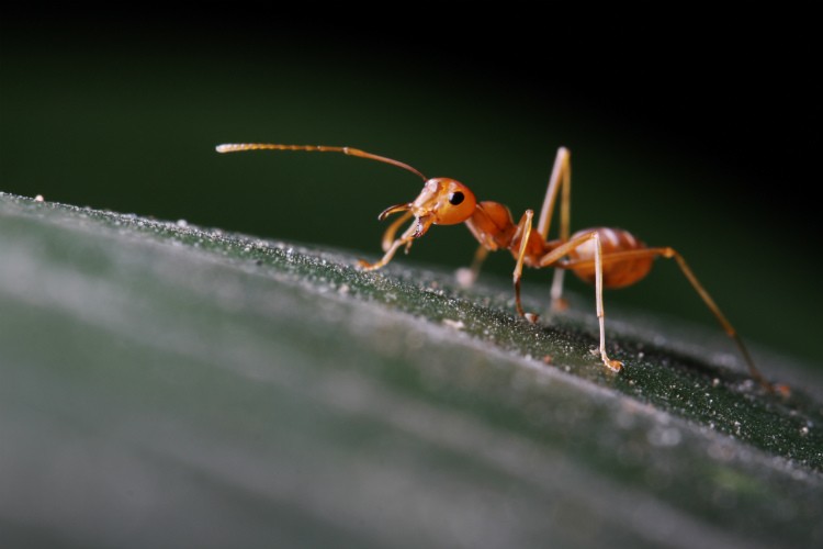 Ant Prevention – Pest Control in Virginia