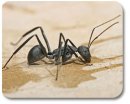 Carpenter Ant – Pest Control in Virginia