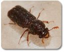 Powderpost Beetle – Pest Control in Virginia
