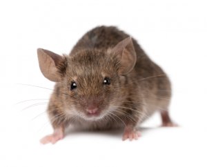 Mice – Pest Control in Virginia