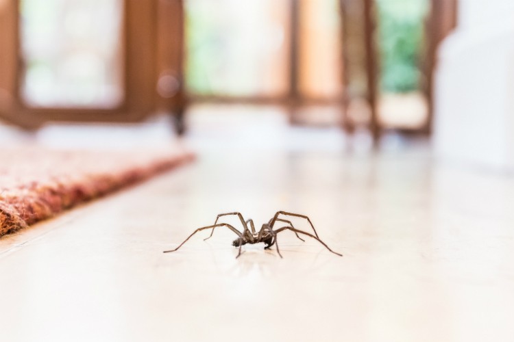 Spider Habitat – Pest Control in Virginia