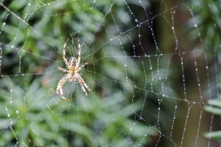 Spider Threat – Pest Control in Virginia