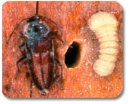 Wood Borer – Pest Control in Virginia