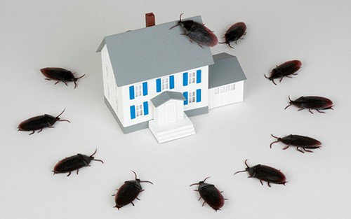 Pest, Present and Future – Pest Control in Virginia