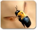 Carpenter Bee – Pest Control in Virginia