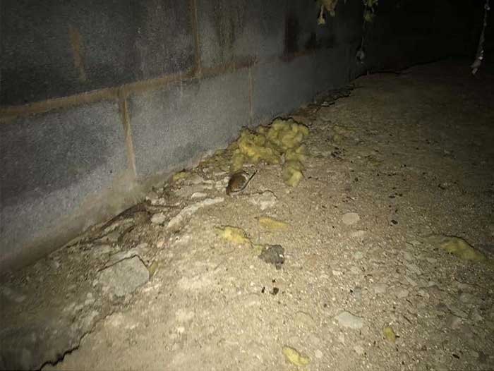 Mice in Crawl Space – Pest Control in Virginia