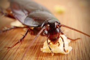 Oriental Cockroach | PermaTreat Pest and Termite Control