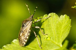 Stink Bug Infestations - Call PermaTreat Pest & Termite Control