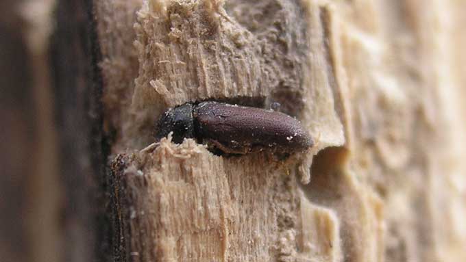 Wood Borer - Pest Control in Virginia
