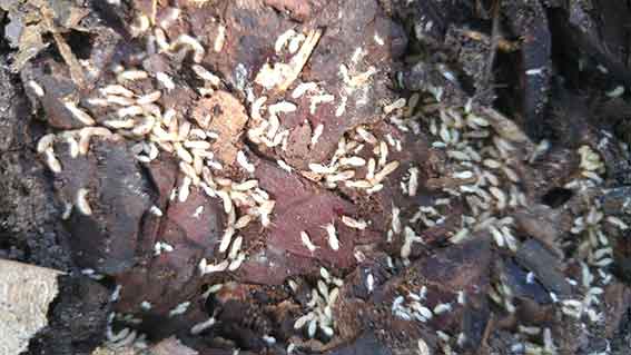 Termites – Pest Control in Virginia