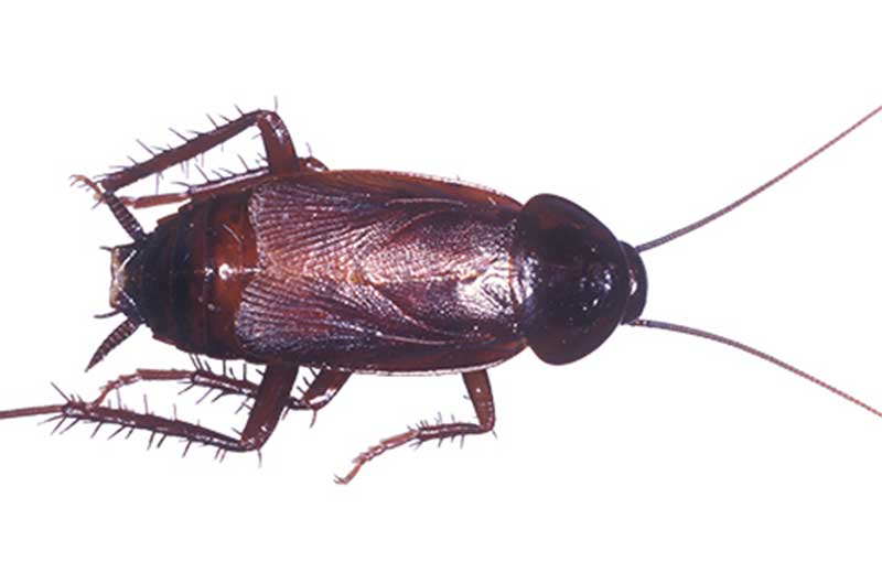 Large Oxidized Brass Cockroach Beetle BOS3074 1 