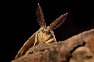 Moths in Virginia