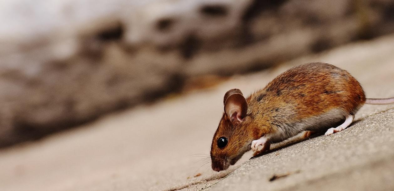 Rat - PermaTreat Pest and Termite Control
